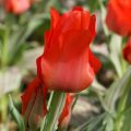 Tulipa greigii Petit Chaperon Rouge - Greigii‑tulp