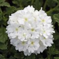 Verbena Endurascape White - Hangverbena