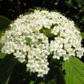 Viburnum lantana - Wollige sneeuwbal