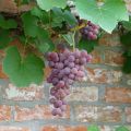 Vitis Fragola Nera - Blauwe druif