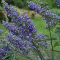 Vitex agnus-castus Delta Blues - Kuise boom