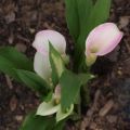 Zantedeschia Crystal Blush - Gele calla