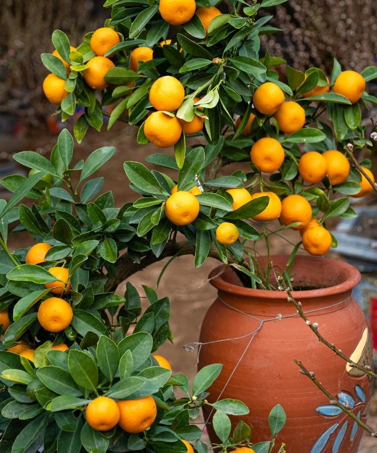 Word verliefd op citrusvruchten!