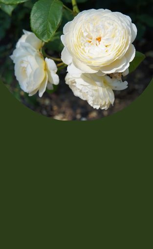 Ontdek onze selectie tegen lage prijzen