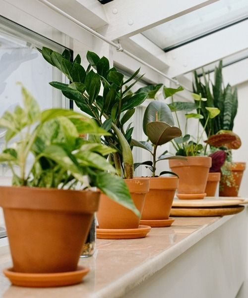 Kies je planten op basis van hun eigenschappen