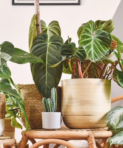 Al onze variëteiten