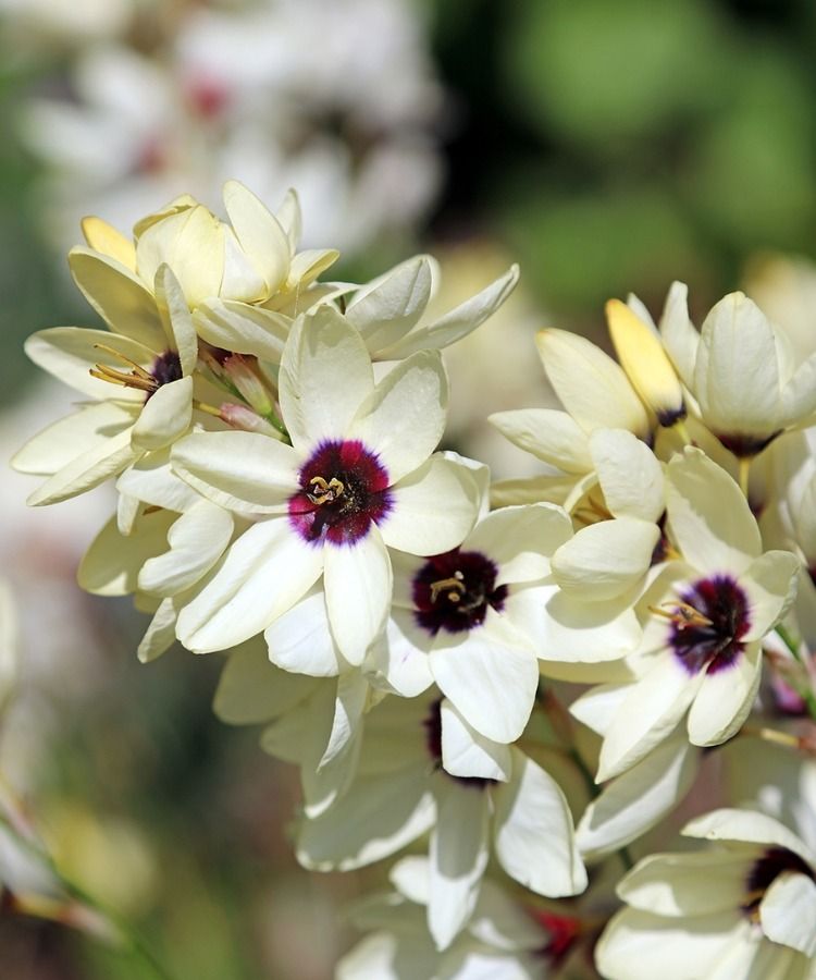 Ontdek zo'n honderd nieuwe soorten