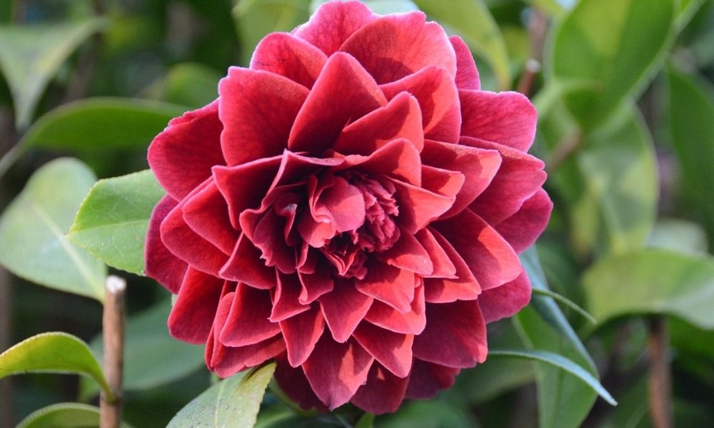 Ontdek al onze struiken tegen een kleine prijs!