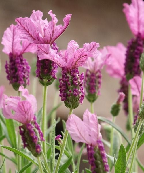 De mooiste planten van dit moment!