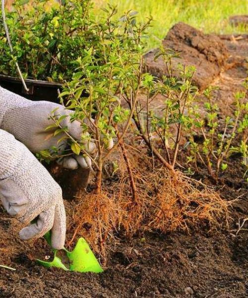 Elles sont de retour :