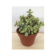 Portulacaria afra Variegata - Spekboom