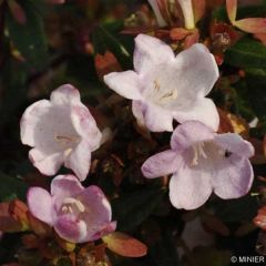 Glanzende abelia Minedward