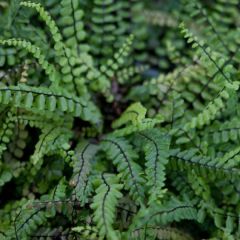Asplenium trichomanes - Steenbreekvaren
