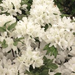 Rhododendron Schneewittchen - Japanse azalea