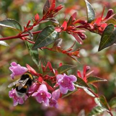Abelia Edward Goucher - Glanzende abelia