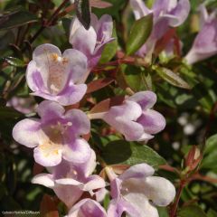 Glanzende abelia Pastel Charm