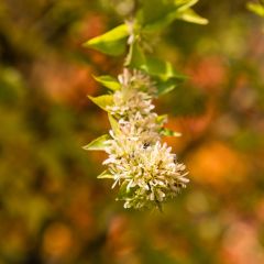 Abelia chinensis - Chinese abelia