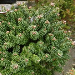 Abies balsamea Piccolo - Balsemzilverspar