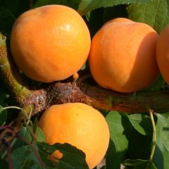 Abrikozenboom Muscat van Nancy