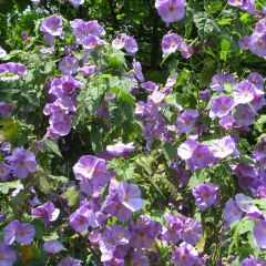 Abutilon Suntense - Chinese lantaarn