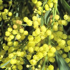 Acacia retinodes Lisette - Mimosa der vier seizoenen