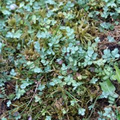 Acaena buchananii - Stekelnootje