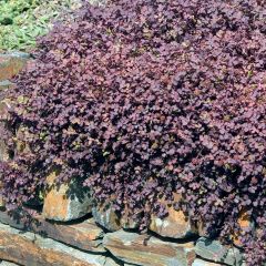 Acaena inermis Purpurea - Stekelnootje