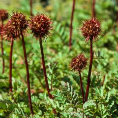 Acaena magellanica - Stekelnootje