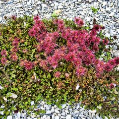 Acaena microphylla - Stekelnootje