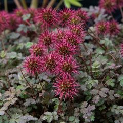 Acaena microphylla Dichte Matte - Stekelnootje