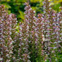 Acanthus spinosus - Doornige berenklauw