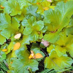 Acanthus mollis Hollards Gold - Berenklauw