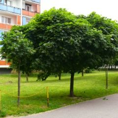 Acer platanoides Globosum - bolesdoorn