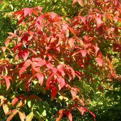 Acer triflorum - Driebloemige esdoorn