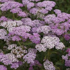 Achillea millefolium Excel - Duizendblad