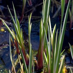 Acorus calamus - Kalmoes
