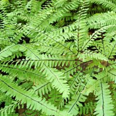 Adiantum aleuticum Imbricatum - Vrouwenhaar