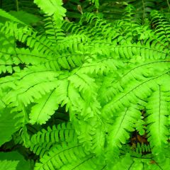 Adiantum aleuticum Miss Sharples - Vrouwenhaar