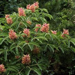 Aesculus pavia var. discolor Koehnei - Rode pavia