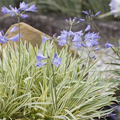 Agapanthus Golden Drop - Afrikaanse lelie
