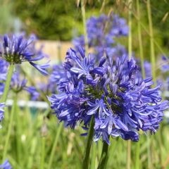Agapanthus Navy Blue - Afrikaanse lelie