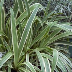 Agapanthus Tinkerbell - Afrikaanse lelie
