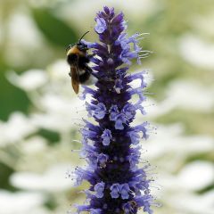 Agastache Blue Fortune - Koreaanse munt