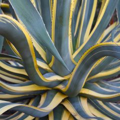 Agave americana Variegata - Honderdjarige aloë