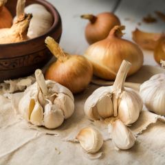 Knoflook Printanor