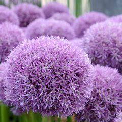 Allium Pinball Wizard - Sierui