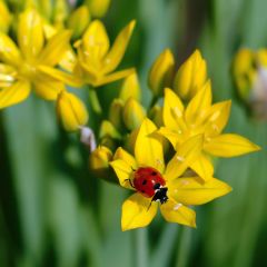 Allium moly - Goudlook