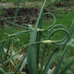 Slangenlook - Allium scorodoprasum