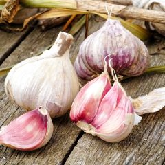 Knoflook Gayant (pootgoed)