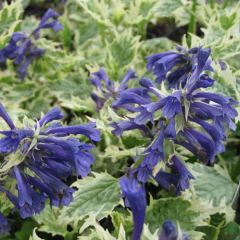 Ajuga incisa Frosted Jade - Japanse zenegroen
